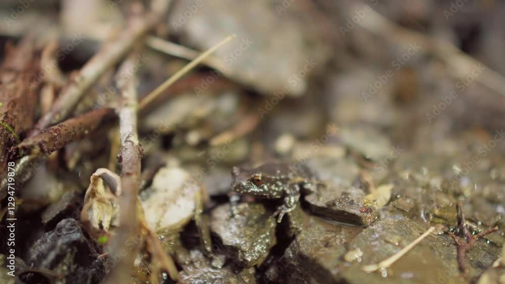 Tiny Frog on Wet Forest Floor Tiny Frog on Wet Forest Floor