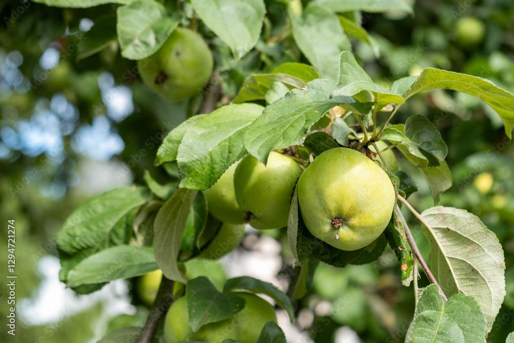 Green apples ripen on branches surrounded by dense foliage on a sunny day. Green apples ripen on branches surrounded by dense foliage on a sunny day.
