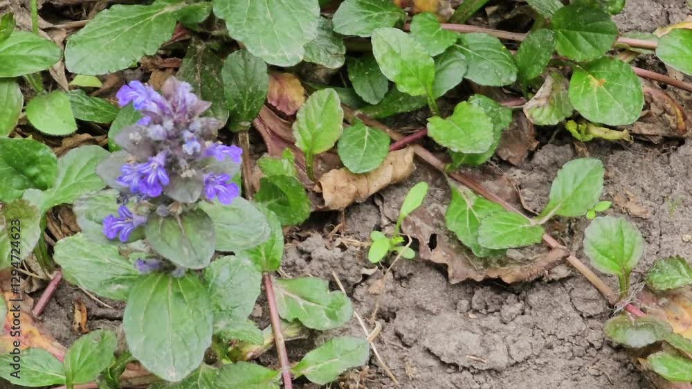 Creeping bugle, Latin Ajuga reptans, in the wind. It is used in folk medicine for asthma, as well as to speed up recovery.
Creeping bugle, Latin Ajuga reptans, in the wind. It is used in folk medicine for asthma, as well as to speed up recovery.