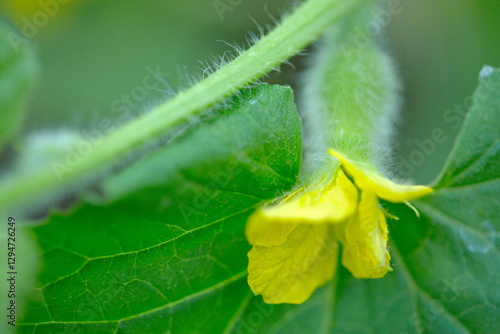 The green cucumber hang on the trellis in the garden .