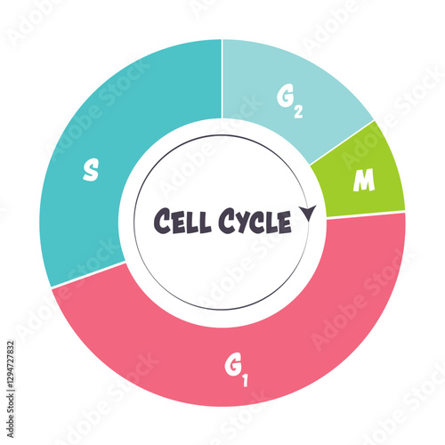 Phases of the cell cycle scientific illustration graphic