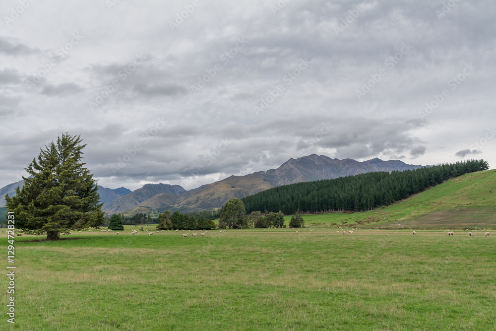 Nature, sheep and clouds in Beautiful New Zealand Nature, sheep and clouds in Beautiful New Zealand