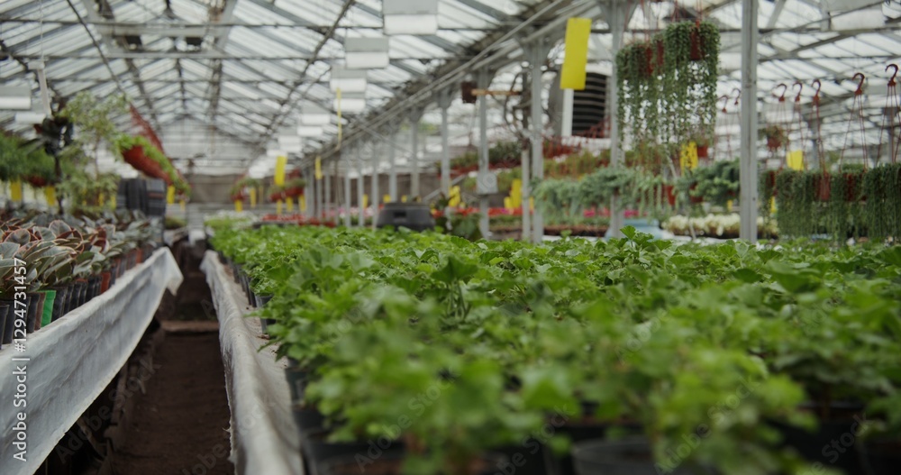 Greenhouse for growing indoor plants. Many flowers in pots stand on tables and are hung on hooks in planters Greenhouse for growing indoor plants. Many flowers in pots stand on tables and are hung on hooks in planters