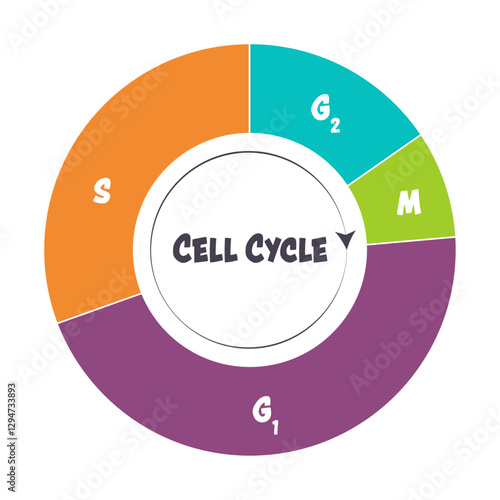 Phases of the cell cycle scientific illustration graphic