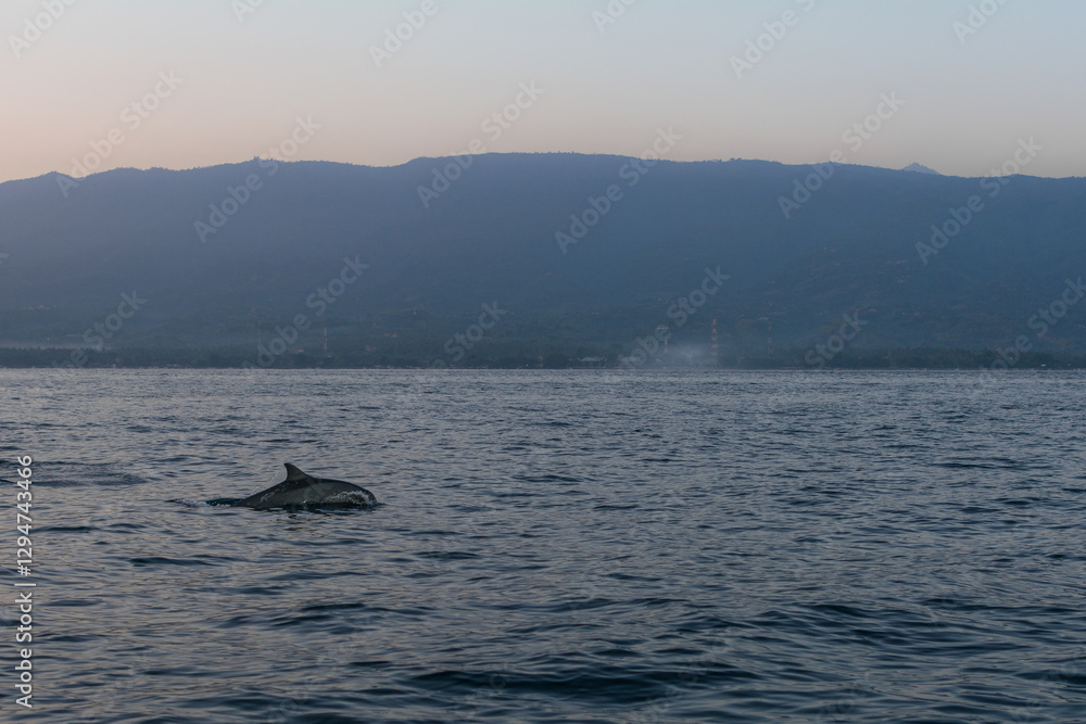 Fototapeta premium Dolphin watching at Lovina, Bali