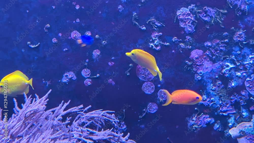 Des poissons exotiques nageant sur fond bleu marine. L’Aquarium de Londres, 2025.