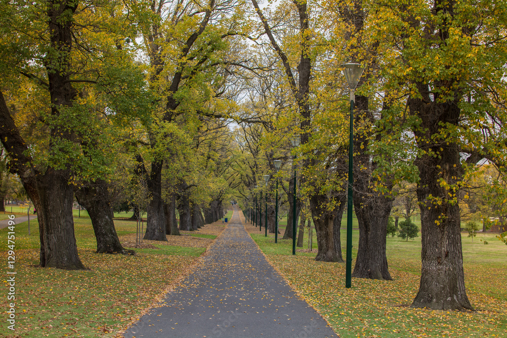 Naklejka premium Trees in line at Melbourne, Treasury Gardens Path