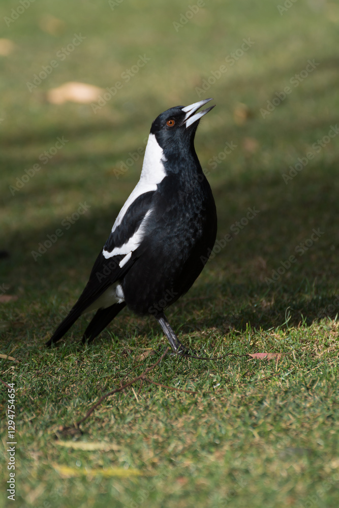 Australian magpie (Gymnorhina tibicen) Australian magpie (Gymnorhina tibicen)
