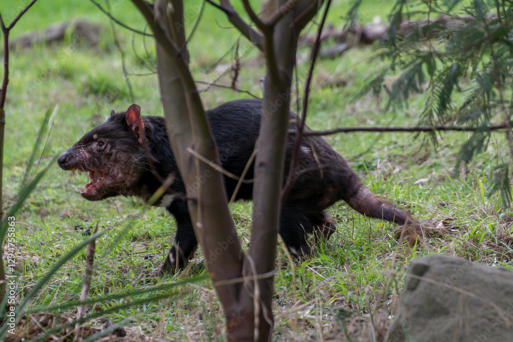 Tasmanian devil with DFTD parasitic cancer Tasmanian devil with DFTD parasitic cancer