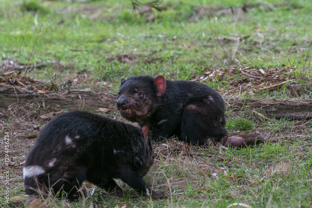 Tasmanian devil with DFTD parasitic cancer Tasmanian devil with DFTD parasitic cancer