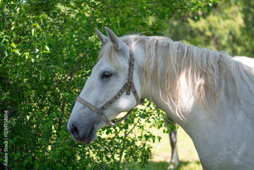 White Lipicanec horse head photo