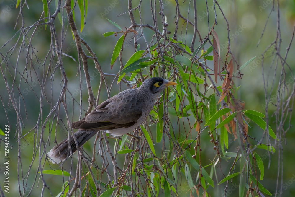 Fototapeta premium noisy miner (Manorina melanocephala)