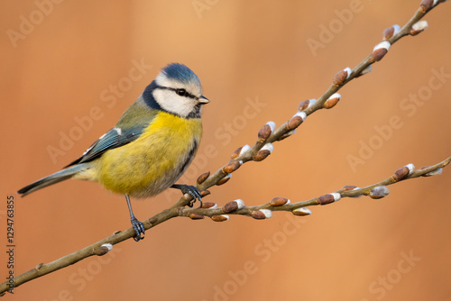 blue tit on willow catkins