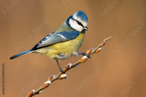 blue tit on willow catkins