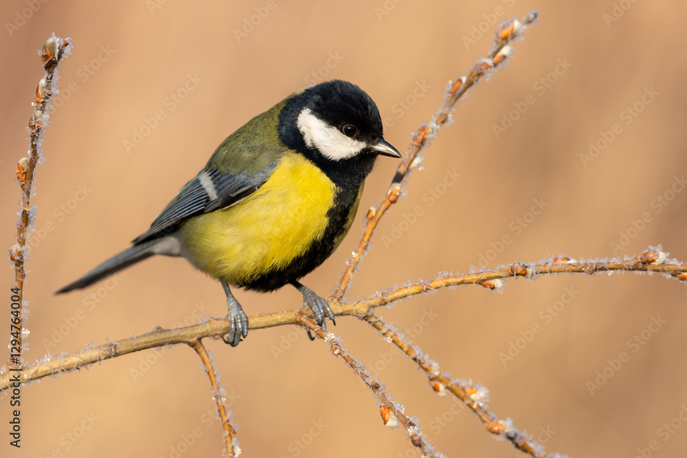 Obraz premium great tit parus major on a frosty twig with catkins