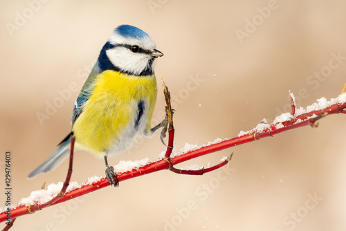 Wallpaper Mural blue tit on a snowy branch Torontodigital.ca