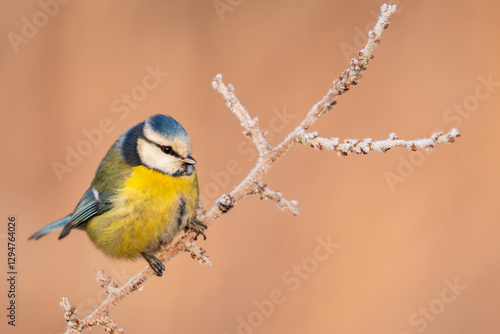 blue tit on frosty branch