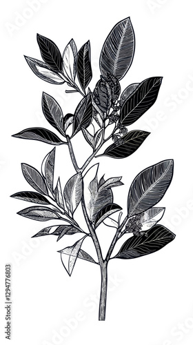 Detailed Bay Laurel Tree Engraving Black and White Vector Botanical Illustration