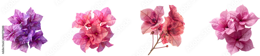 Bougainvillea flower on transparent background collection set Bougainvillea flower on transparent background collection set