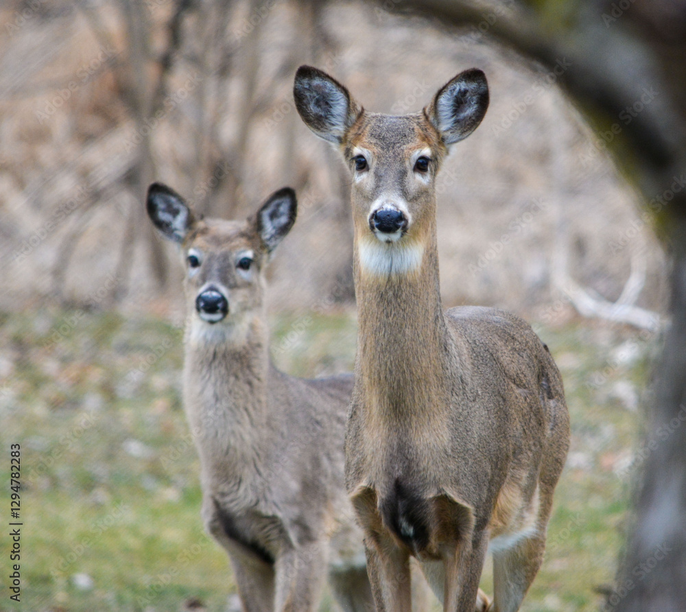 Hungry and curious deer coming up for a snack. Hungry and curious deer coming up for a snack.