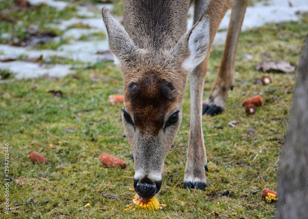 Hungry and curious deer coming up for a snack.
