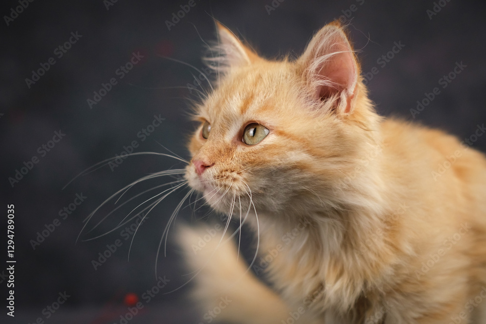 Portrait of a fluffy ginger cat. Studio shooting, dark background. Portrait of a fluffy ginger cat. Studio shooting, dark background.