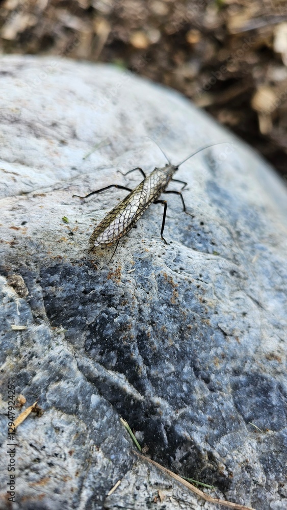 mosquito sucking blood