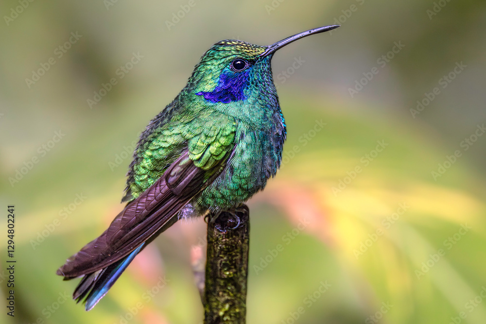 Lesser violetear (Colibri cyanotus, also known as the mountain violet-ear). Monteverde, Costa Rica. Selective focus on bird's eye