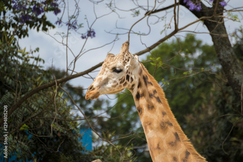 Canvas Print giraffe eating grass