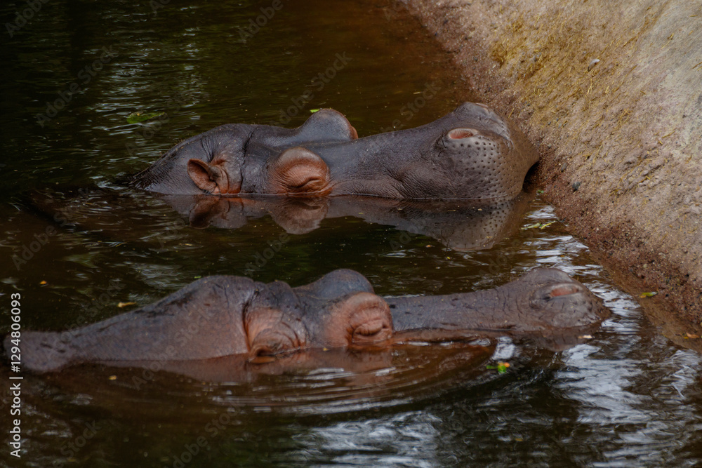 Obraz premium hippopotamus in water