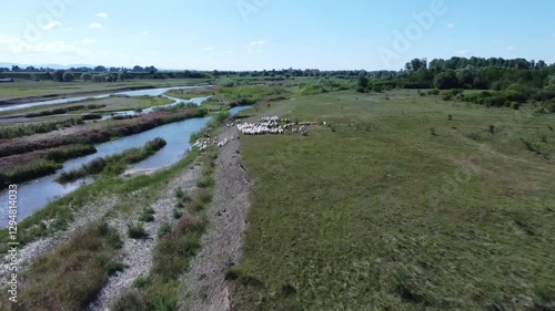 The wetlands of Suceava river