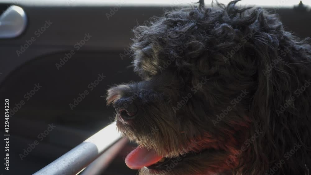 perro negro pequeño dentro de auto con calor