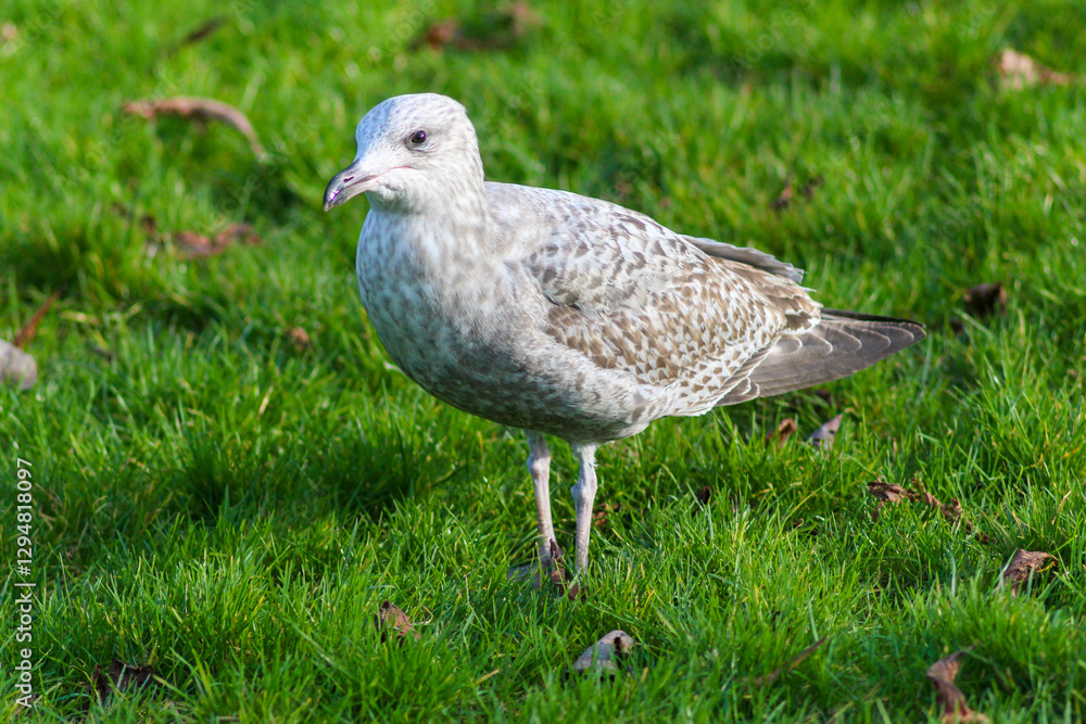Yellow-Legged Gull, The Majesty of the Mediterranean Skies Yellow-Legged Gull, The Majesty of the Mediterranean Skies