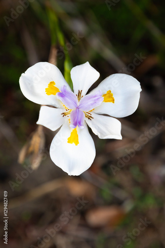 white african iris flower close up vertical