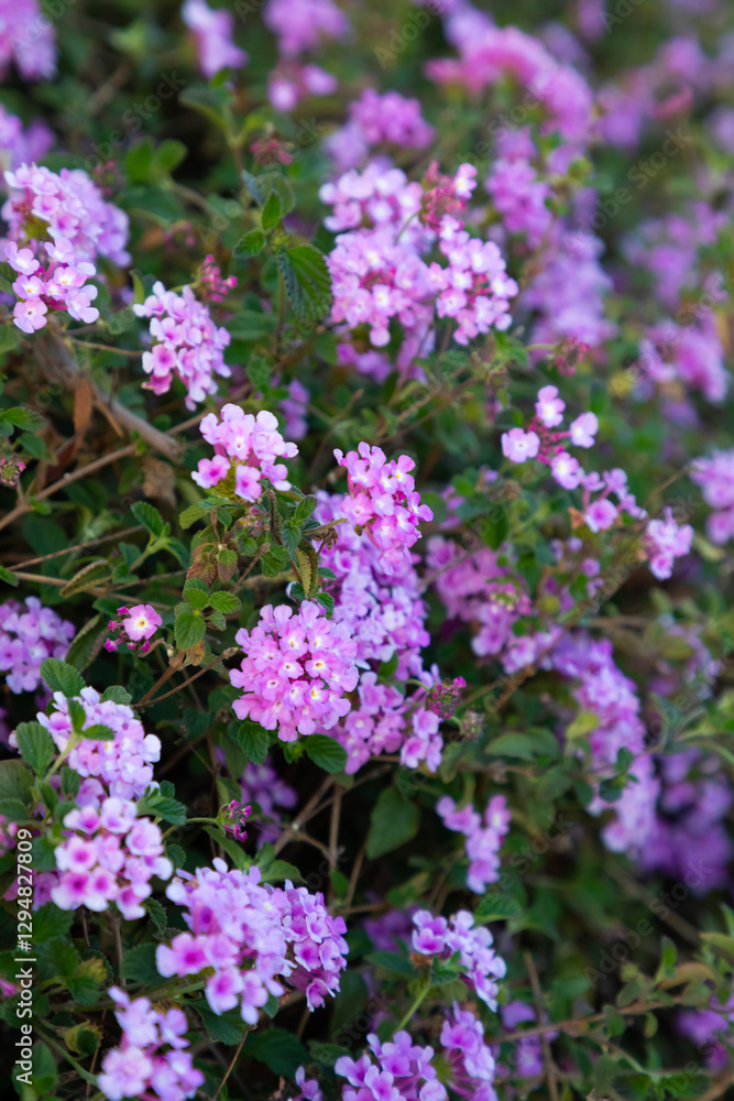 pink flowers in the garden close up vertical pink flowers in the garden close up vertical