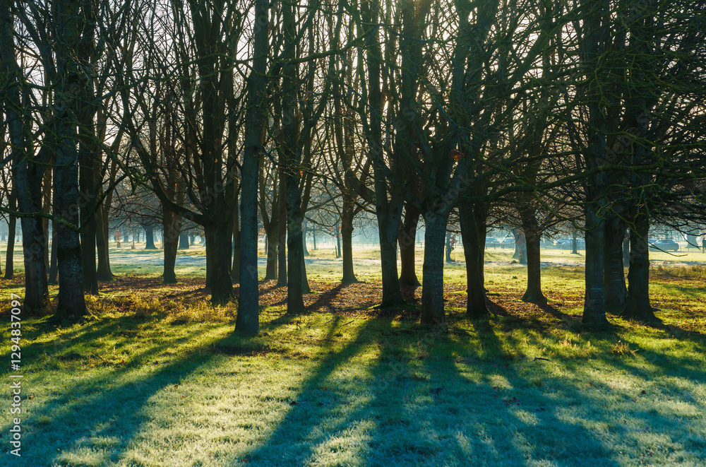 Obraz premium The Phoenix Park early in the morning