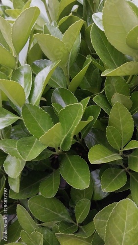 A green plant with leaves that are pointed and have a sharp edge