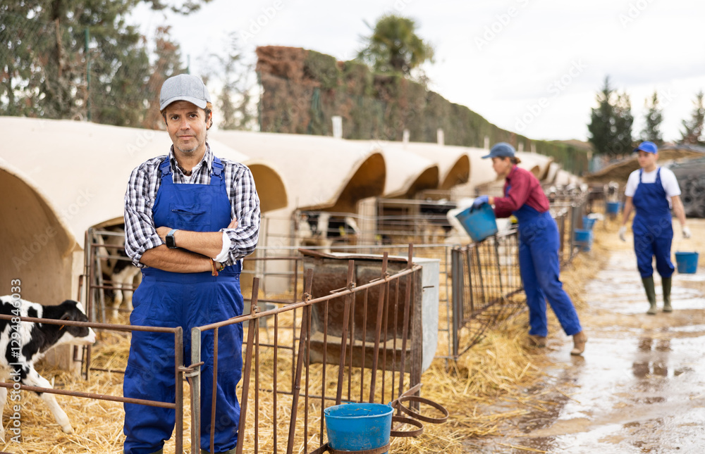 Adult man giving calves water from bucket at dairy farm Adult man giving calves water from bucket at dairy farm
