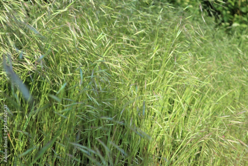 Tall light green grass lit by sunlight Tall light green grass lit by sunlight