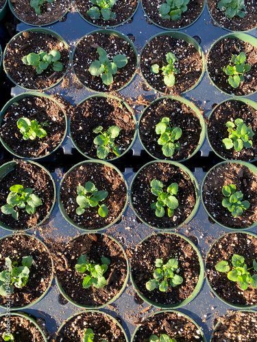 Close-Up of Young Seedlings Growing in Small Pots photo