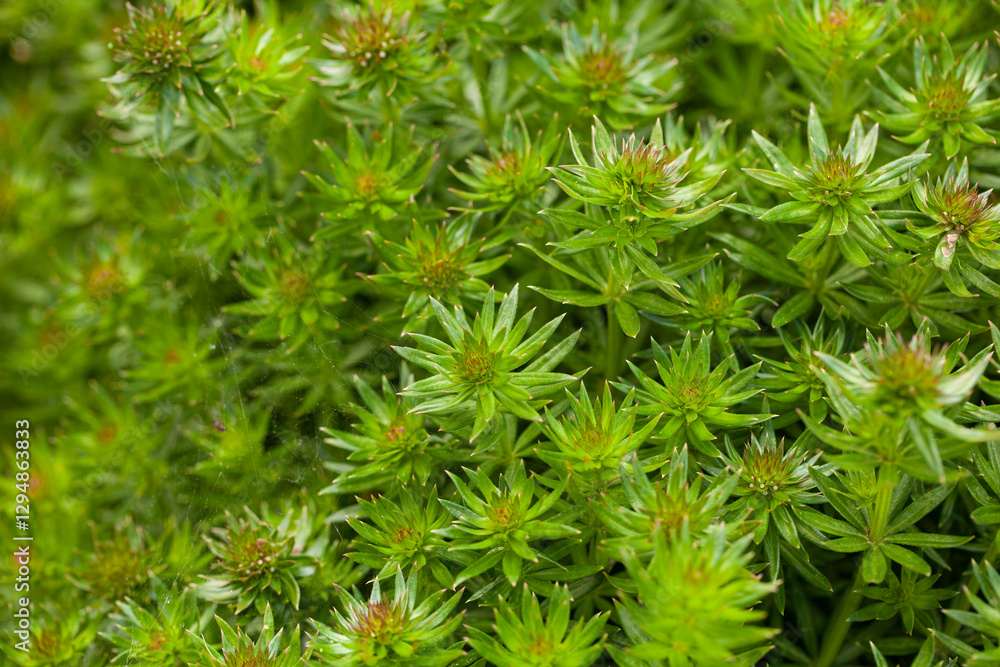 Phuopsis stylosa, also known as Caucasian crosswort or large-styled crosswort, is a low-growing, mat-forming, aromatic perennial plant in the madder, or bedstraw family Rubiaceae Phuopsis stylosa, also known as Caucasian crosswort or large-styled crosswort, is a low-growing, mat-forming, aromatic perennial plant in the madder, or bedstraw family Rubiaceae