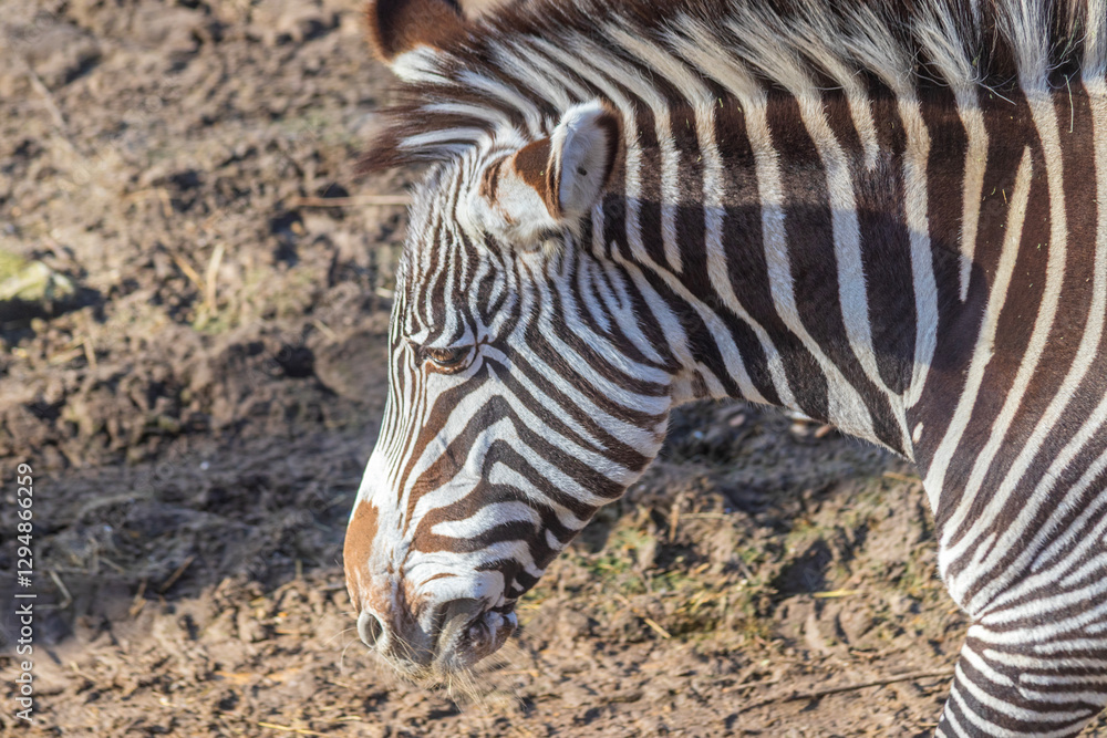 Fototapeta premium Close up of a zebra face