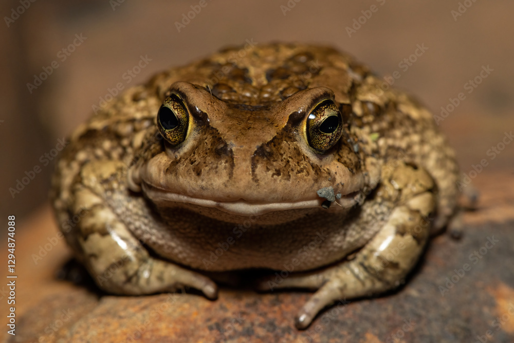 A large raucous toad (Sclerophrys capensis), also known as a Ranger’s toad, on a warm summer’s evening in the wild A large raucous toad (Sclerophrys capensis), also known as a Ranger’s toad, on a warm summer’s evening in the wild