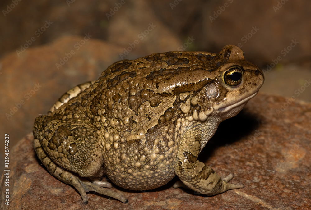 A large raucous toad (Sclerophrys capensis), also known as a Ranger’s toad, on a warm summer’s evening in the wild A large raucous toad (Sclerophrys capensis), also known as a Ranger’s toad, on a warm summer’s evening in the wild