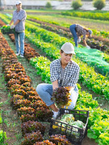 Canvas Print Farmer girl harvests leaves red salad in field, performs agricultural work in subsidiary farm