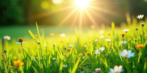 Sun-drenched meadow, vibrant green grass, wildflowers , grass, summer