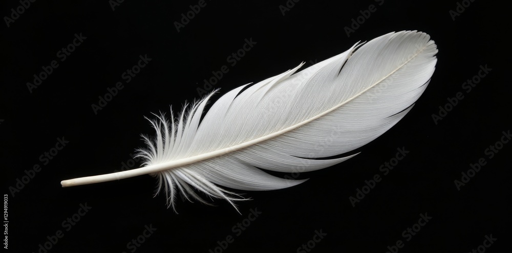 Single white feather, pristine & delicate, against stark black , minimal, high resolution, fluffy Single white feather, pristine & delicate, against stark black , minimal, high resolution, fluffy