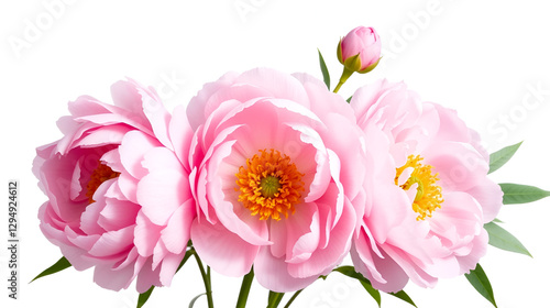 Pink Peonies picture, flowers clipart isolated on white. Png illustration with transparent background.