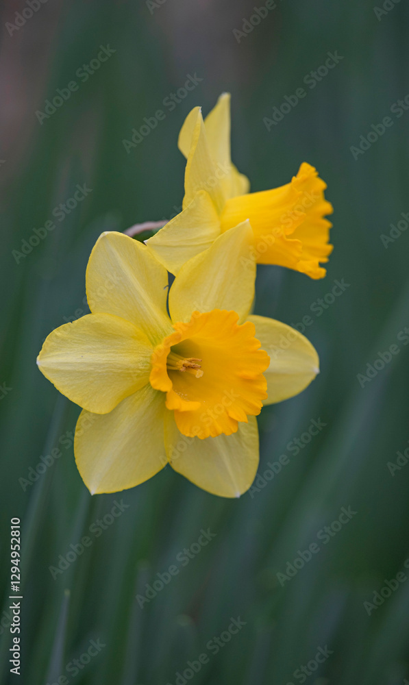 yellow daffodils in spring