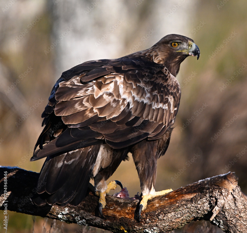 Fototapeta premium un precioso aguila real en libertad